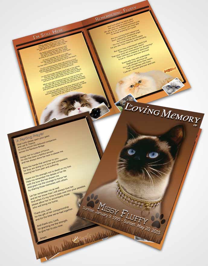 Bifold Order Of Service Obituary Template Brochure Golden Fluffy Kitty