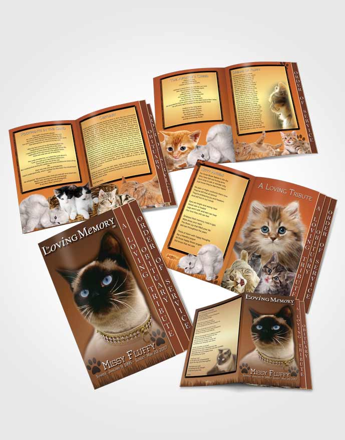 4 Page Grad Obituary Template Brochure Golden Fluffy Kitty