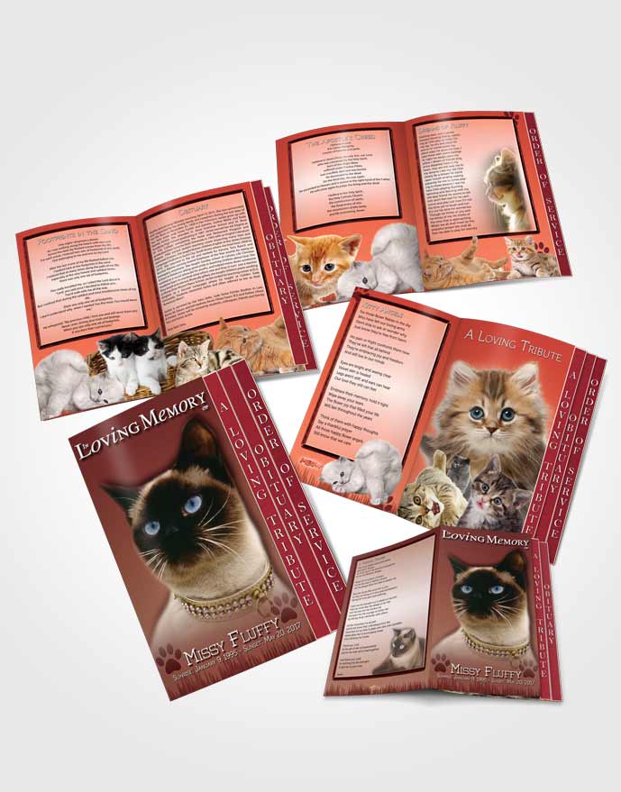 4 Page Grad Obituary Template Brochure Strawberry Fluffy Kitty